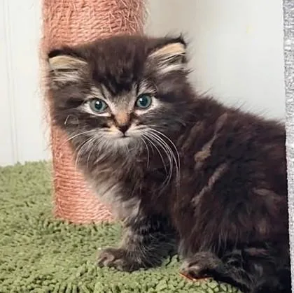 A baby small-sized male Brown / Chocolate Domestic Medium Hair cat named Bear for adoption in Kansas City, MO