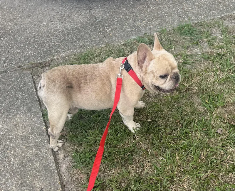 An adult small-sized male White / Cream French Bulldog dog named Baby Boy for adoption in Yorktown, VA