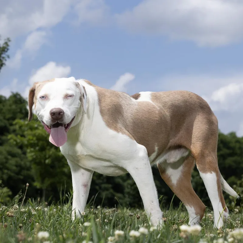 An adult large-sized male White / Cream Mixed Breed dog named Andy for adoption in Franklin, TN
