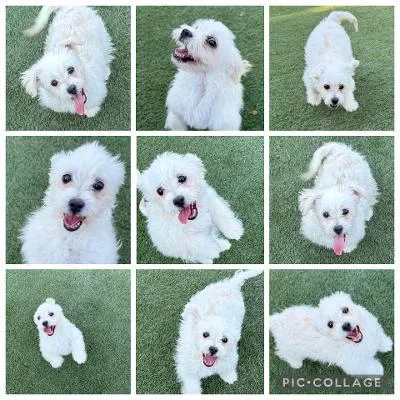 Snowball