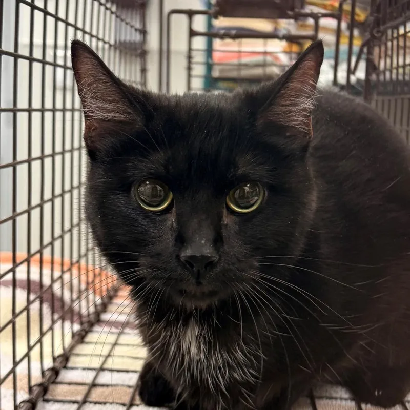 An adult small-sized female Black Domestic Short Hair cat named Genesis for adoption in Las Cruces, NM