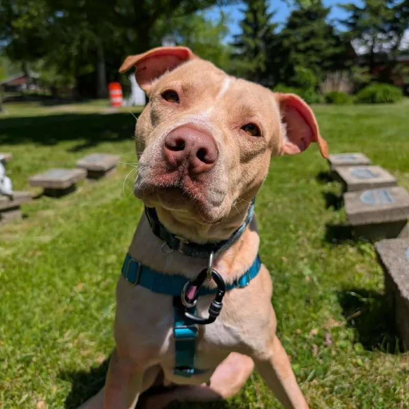 A young medium-sized female Yellow / Tan / Blond / Fawn Mixed Breed dog named Sage for adoption in Fairport, NY
