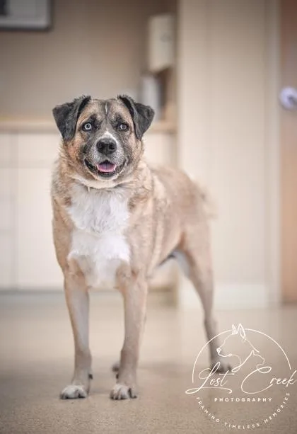 An adult medium-sized male Mixed Breed dog named Colter for adoption in Kalispell, MT