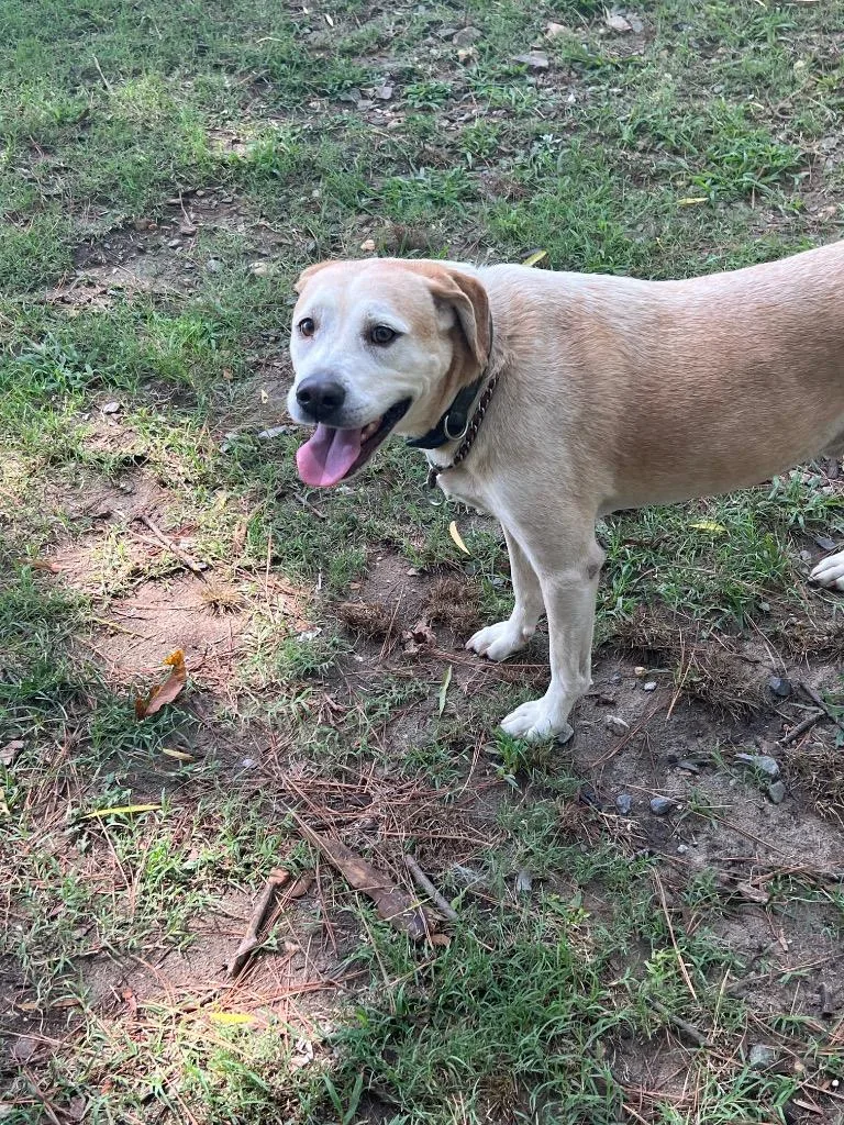 An adult large-sized male Labrador Retriever dog named Rudy for adoption in Little Rock, AR