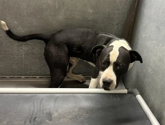 A young large-sized male Pit Bull Terrier dog named Wilder for adoption in Conroe, TX
