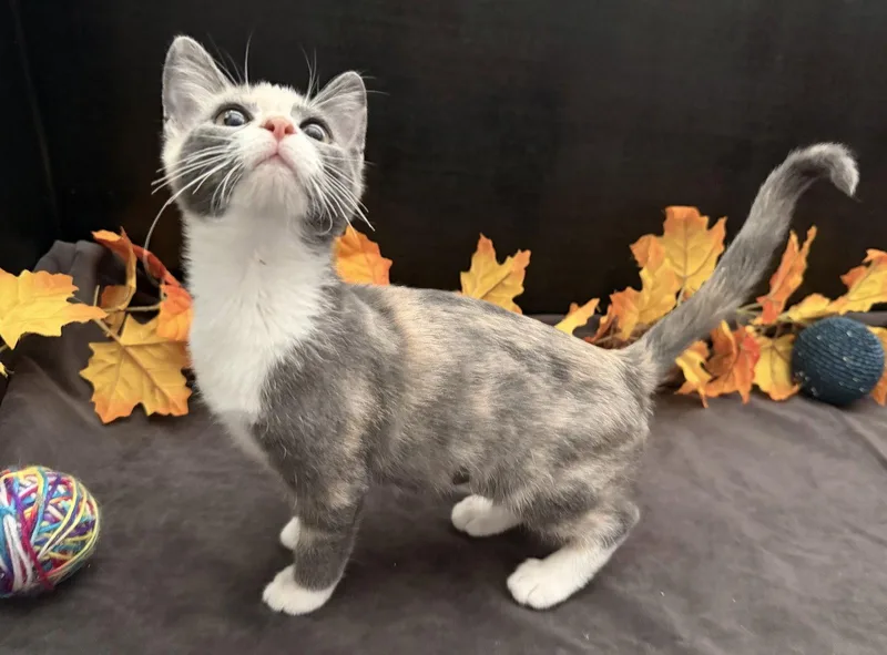 A baby small-sized female Dilute Calico cat named Rusty for adoption in Fayetteville, GA