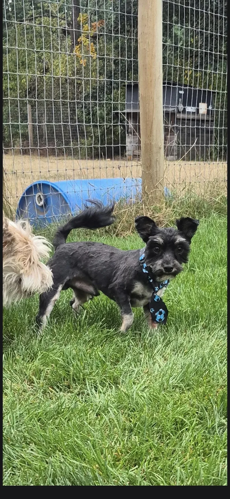A young small-sized male Bicolor Mixed Breed dog named Jax for adoption in Olympia, WA