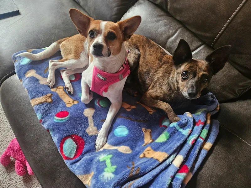 A young small-sized female Terrier dog named Rhian for adoption in Covington, WA
