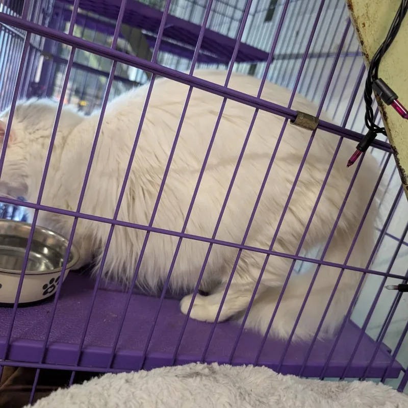 Tumbleweed thumbnail 6
