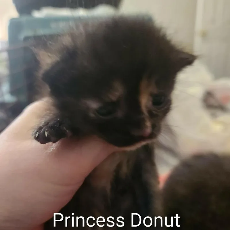 A baby small-sized female Black Domestic Short Hair cat named Princess Donut for adoption in Harrisonburg, VA