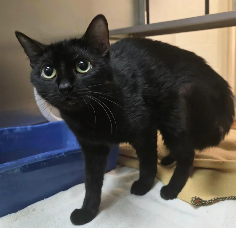A young medium-sized female Black Domestic Short Hair cat named Mischief for adoption in Plover, WI