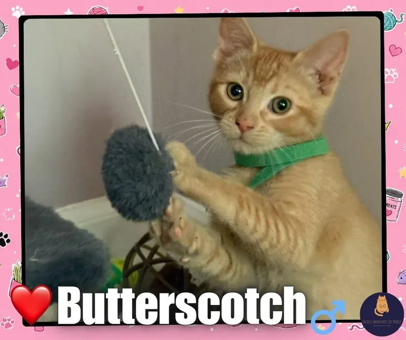 A baby small-sized female Domestic Short Hair cat named Butterscotch for adoption in Enfield, CT