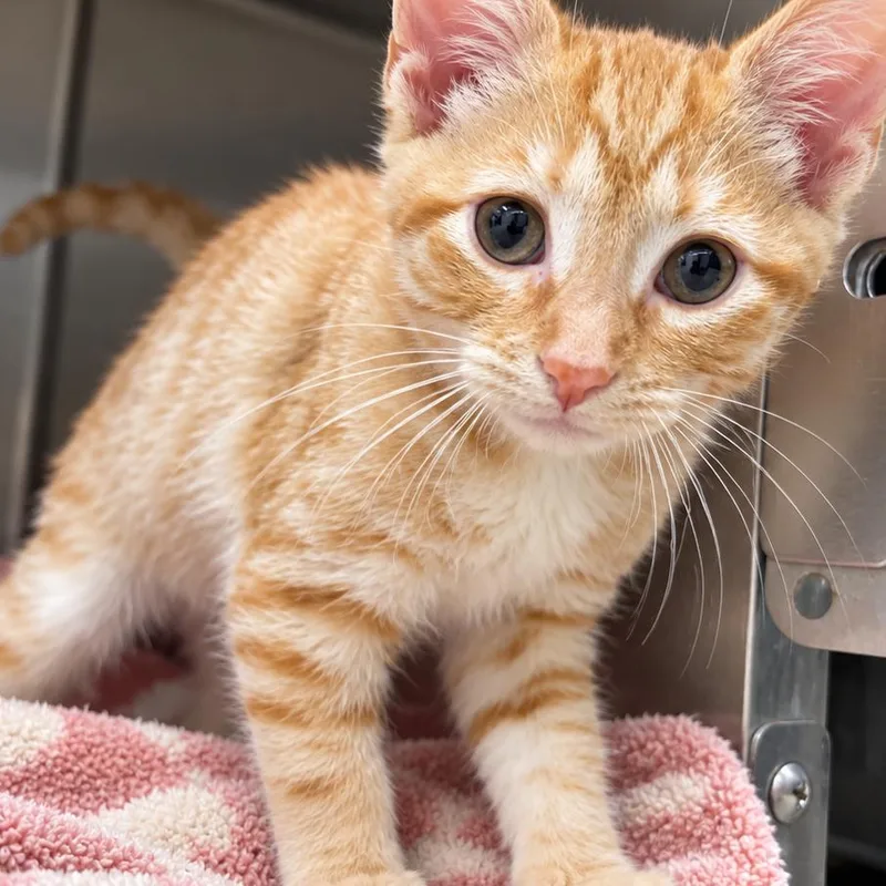 A baby small-sized male Orange / Red Domestic Short Hair cat named Meow Meow for adoption in Gloucester, VA