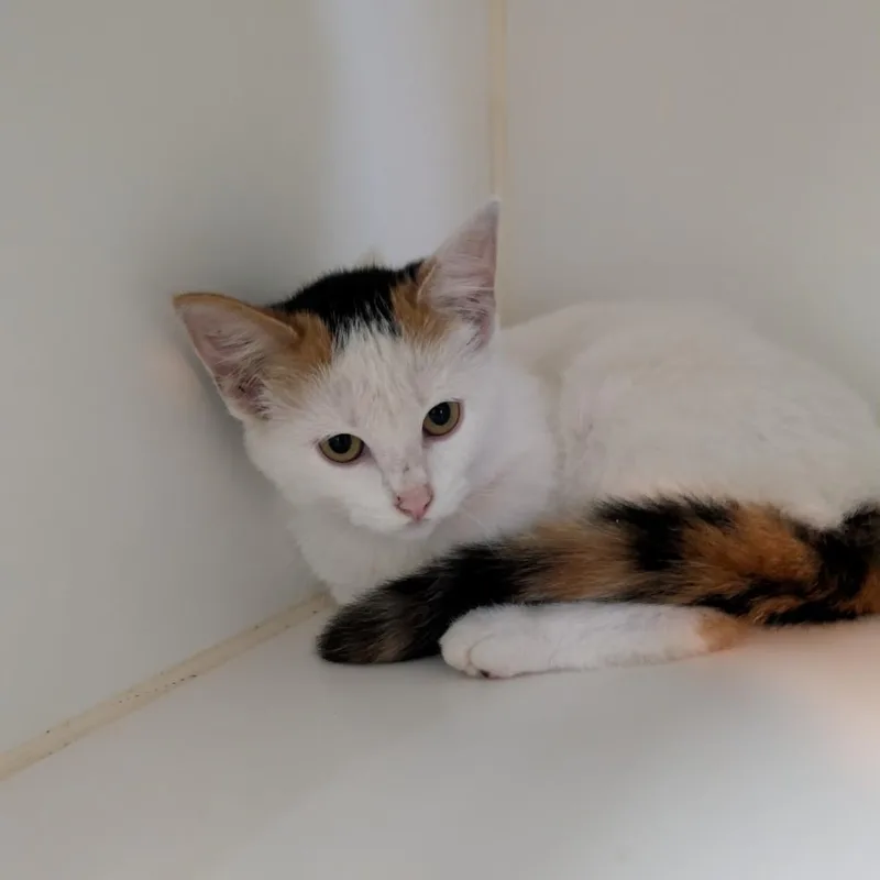A baby small-sized female Domestic Medium Hair cat named Confetti for adoption in Jefferson city, TN