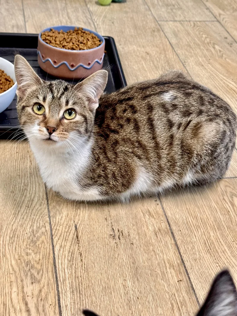 A baby medium-sized female Tabby (Brown / Chocolate) Tabby cat named Fable for adoption in Scottsburg, IN