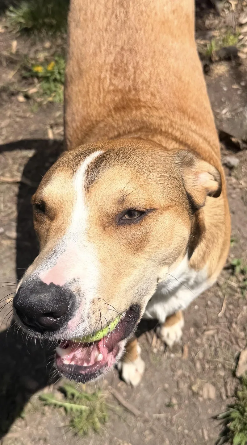A young large-sized male Pit Bull Terrier dog named Buttons for adoption in Troy, MI