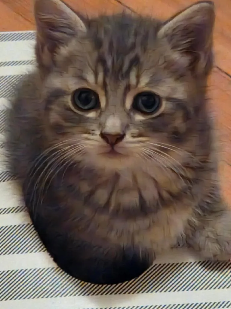 A baby medium-sized female Domestic Short Hair cat named Grace Kelly for adoption in Pomona, NY