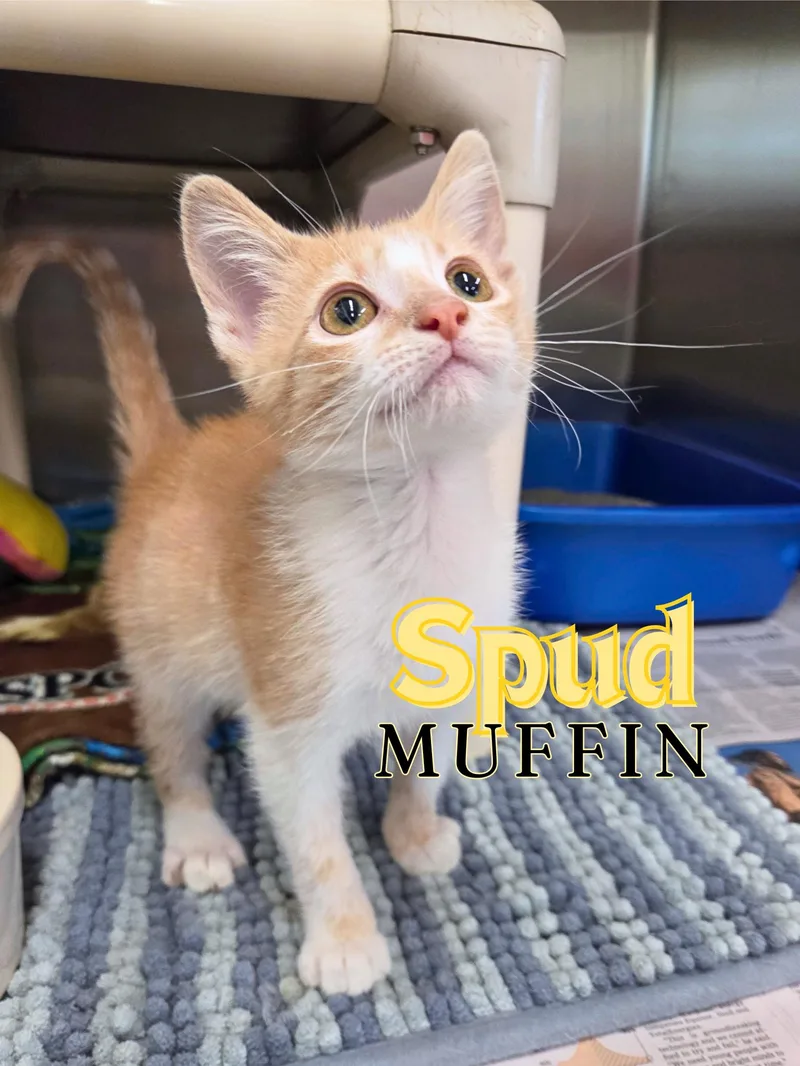 A baby medium-sized male Tabby (Orange / Red) Domestic Short Hair cat named Spud Muffin for adoption in Nevada, IA