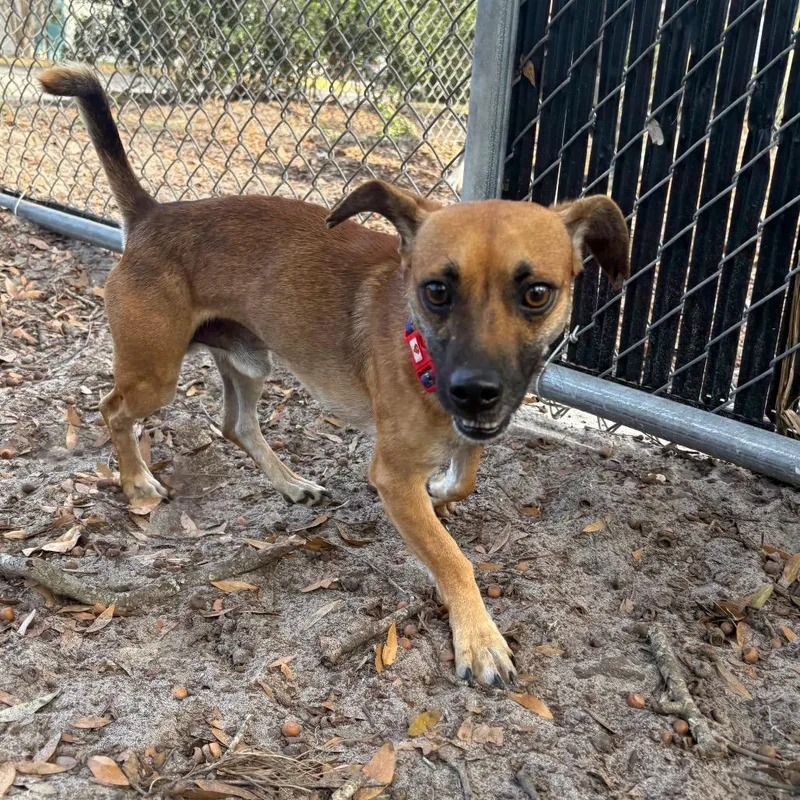 Pollo Frito thumbnail 4