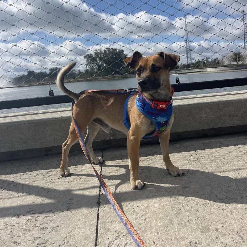 Pollo Frito thumbnail 5