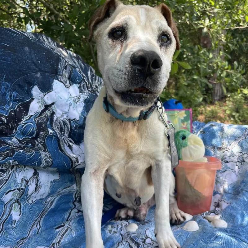 A senior medium-sized male Hound dog named Sir for adoption in Sebring, FL