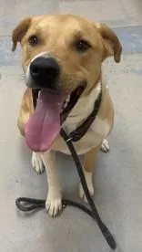 An adult large-sized male Red / Chestnut / Orange Labrador Retriever dog named Montoya for adoption in Downers Grove, IL