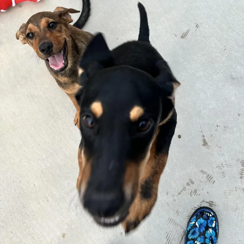 A baby medium-sized male Doberman Pinscher dog named Jet for adoption in Floresville, TX