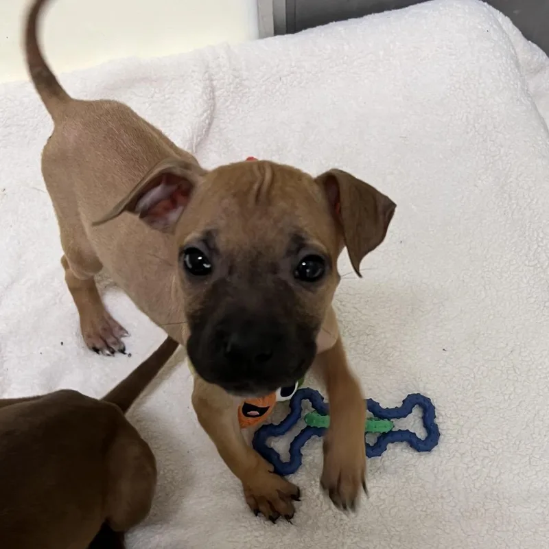 A baby medium-sized female Yellow / Tan / Blond / Fawn Pit Bull Terrier dog named Rhaenyra for adoption in Pekin, IL