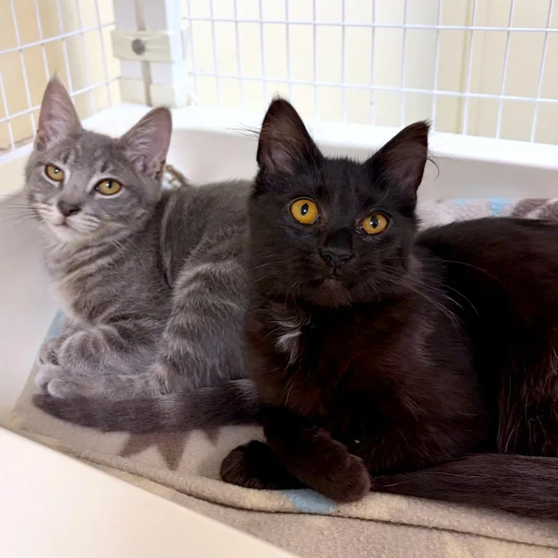 A baby small-sized male Black Domestic Short Hair cat named Hero for adoption in Woodinville, WA