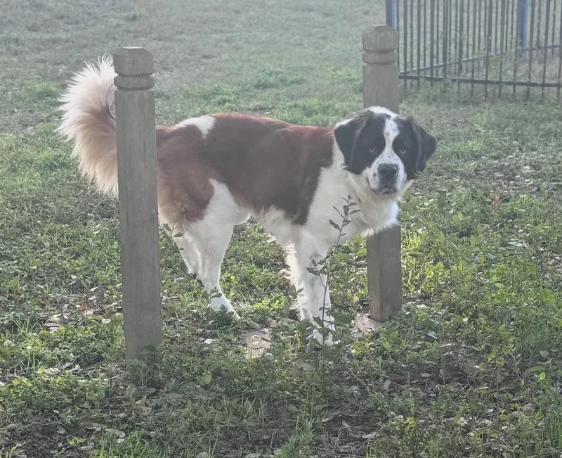 An adult extra large-sized male Tricolor (Brown, Black, & White) Saint Bernard dog named Rocko for adoption in Magnolia, TX