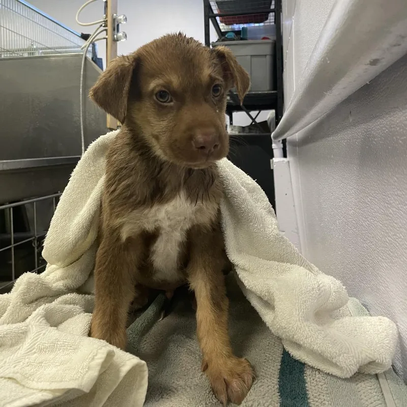 A baby small-sized male Cattle Dog dog named Dracula for adoption in Spokane, WA