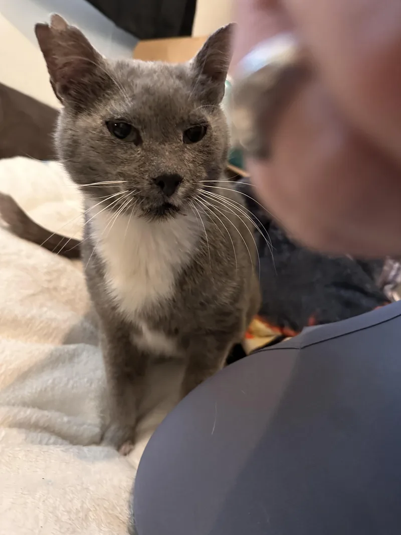 A senior medium-sized male Gray & White Russian Blue cat named Mr Grey & Twin for adoption in Parker, TX