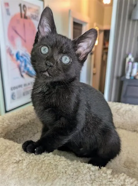 A baby small-sized female Domestic Short Hair cat named Junebug for adoption in Kent, WA