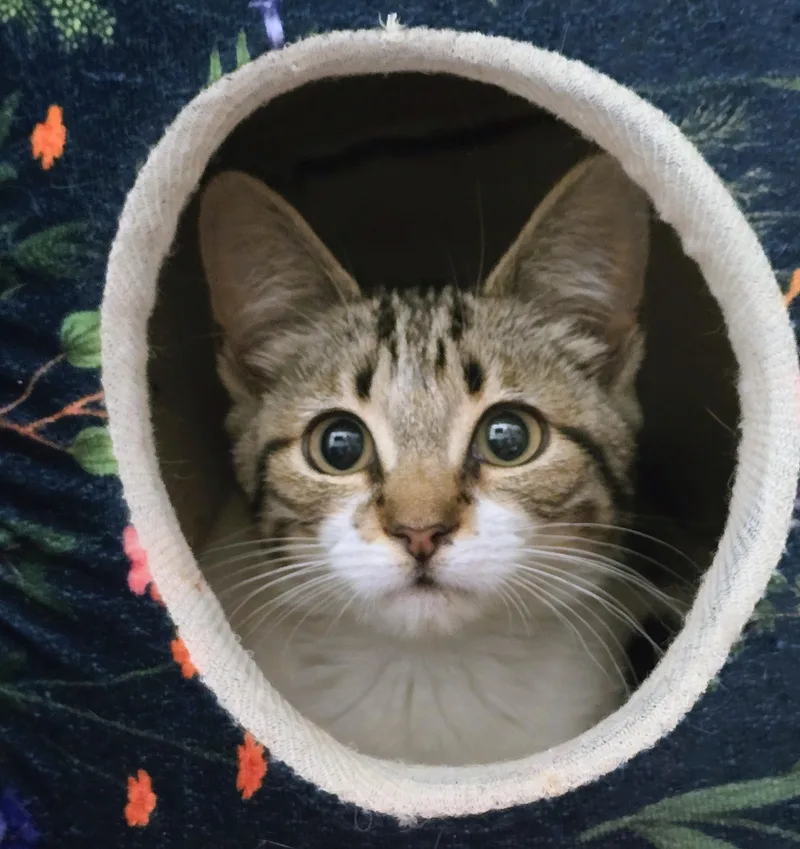 A baby medium-sized female Tabby (Brown / Chocolate) Domestic Short Hair cat named Misty for adoption in Amityville, NY