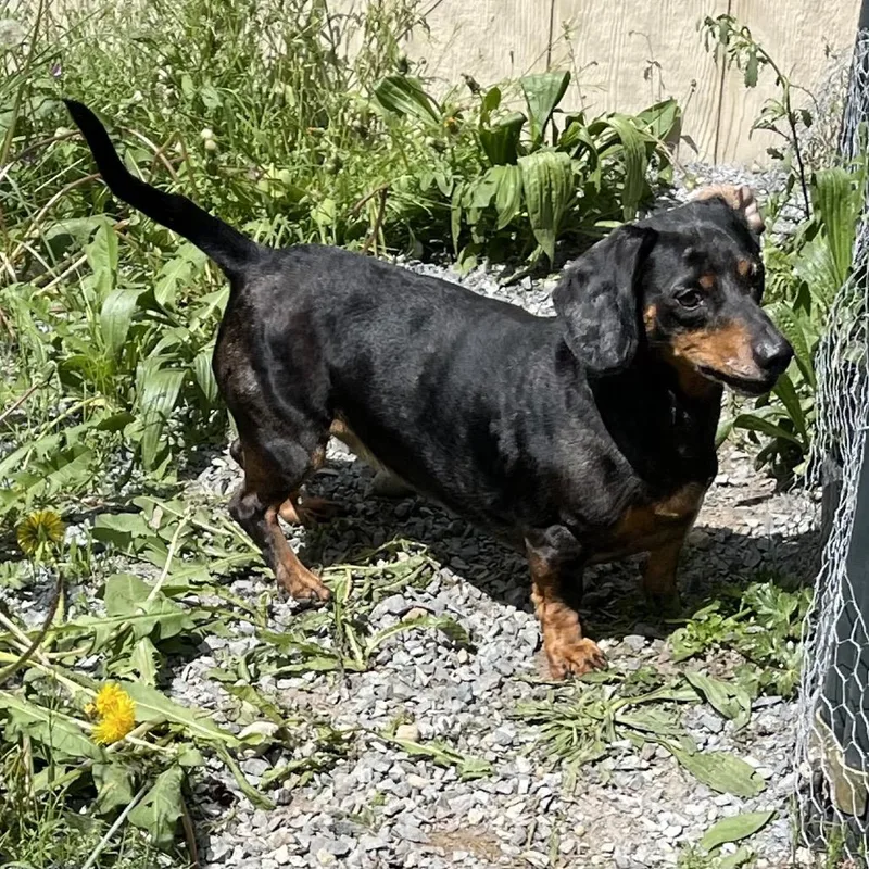 Louie