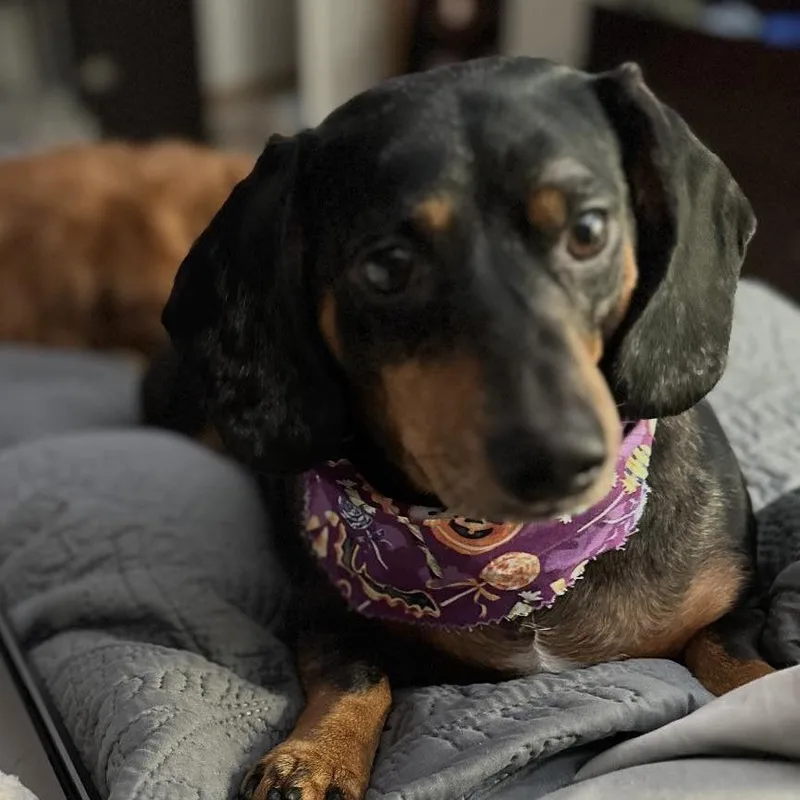 Louie thumbnail 2