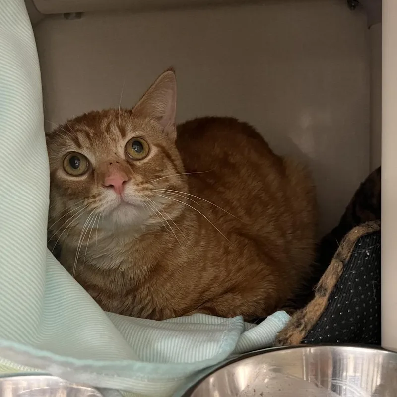 An adult medium-sized male Orange / Red Domestic Short Hair cat named Marching Band for adoption in Mentor, OH