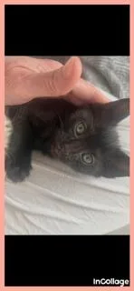 A baby medium-sized male Black Domestic Short Hair cat named Kermit for adoption in Irving, TX
