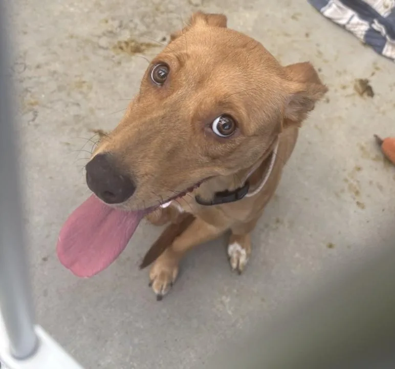 A young medium-sized female Australian Cattle Dog / Blue Heeler dog named Trixie for adoption in Loveland, CO