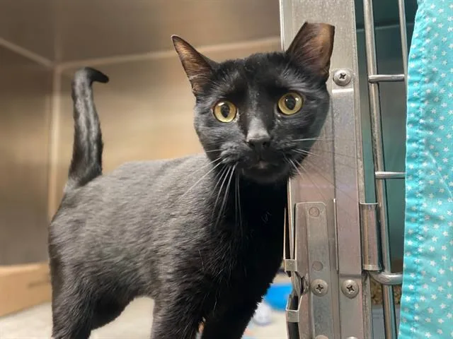 An adult medium-sized female Domestic Short Hair cat named Rosalina for adoption in Fort Wayne, IN