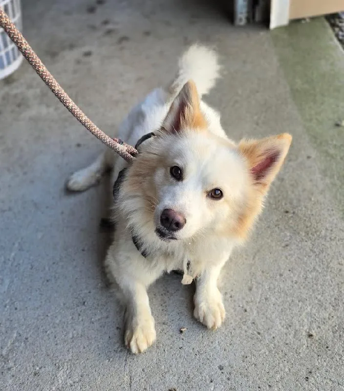 An adult small-sized male Spitz dog named Ziggy for adoption in Aurora, IL