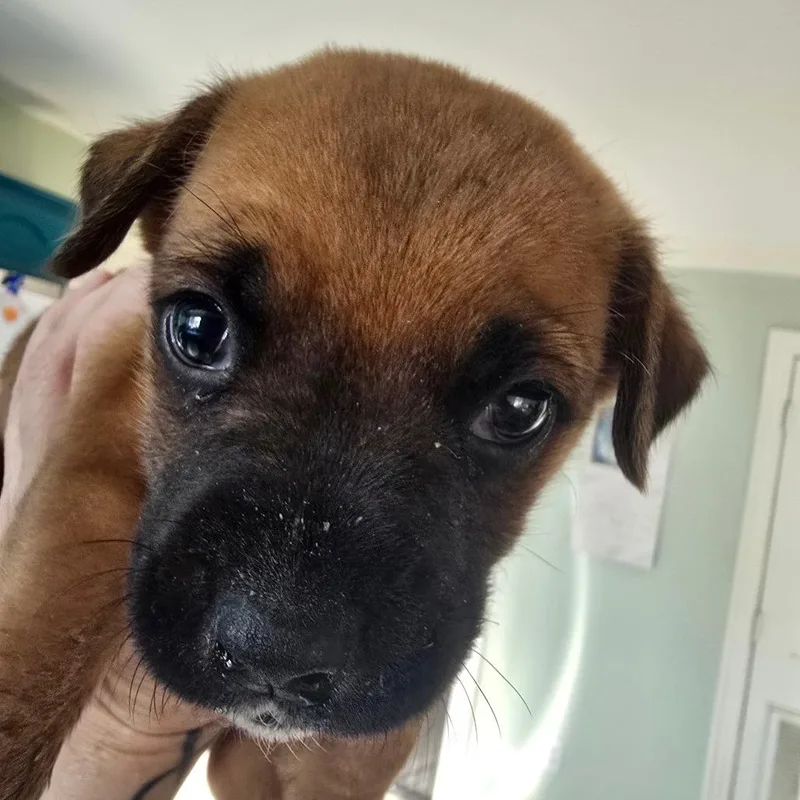 A baby medium-sized male Brown / Chocolate Black Mouth Cur dog named Nicholas Cage for adoption in Conway, AR