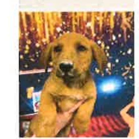 A young medium-sized male Brown / Chocolate Labrador Retriever dog named Fwt Sky for adoption in Midland, TX