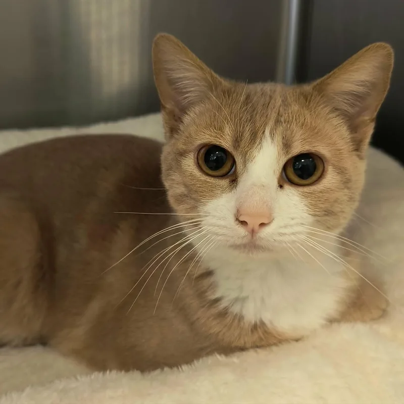 An adult medium-sized female Orange & White Domestic Short Hair cat named Nilla for adoption in Weaverville, CA
