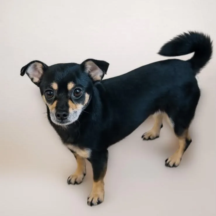 An adult small-sized male Black Miniature Pinscher dog named Gavino for adoption in San Diego, CA