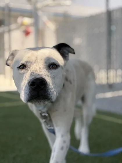 A baby medium-sized male Pit Bull Terrier dog named Rocket for adoption in Fresno, CA