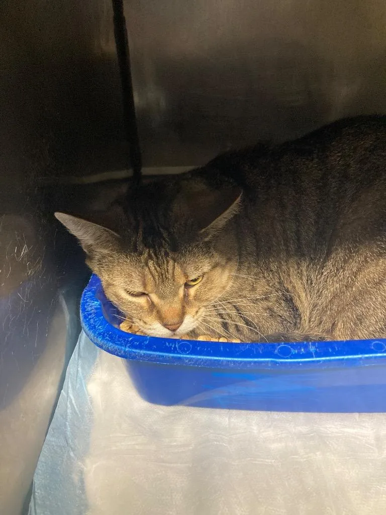 An adult small-sized female Domestic Short Hair cat named Blue for adoption in Pierceton, IN