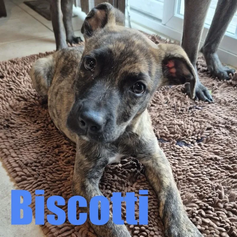 Biscotti