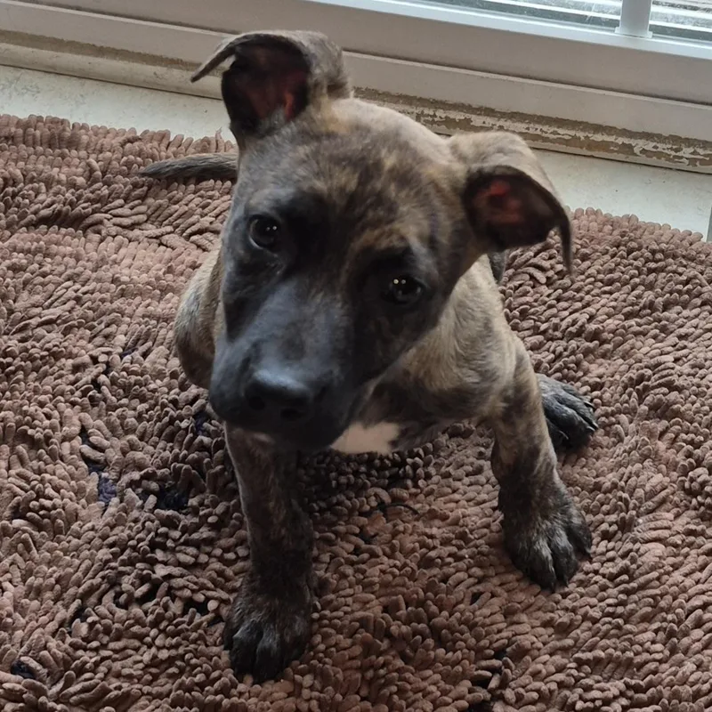 Biscotti thumbnail 2