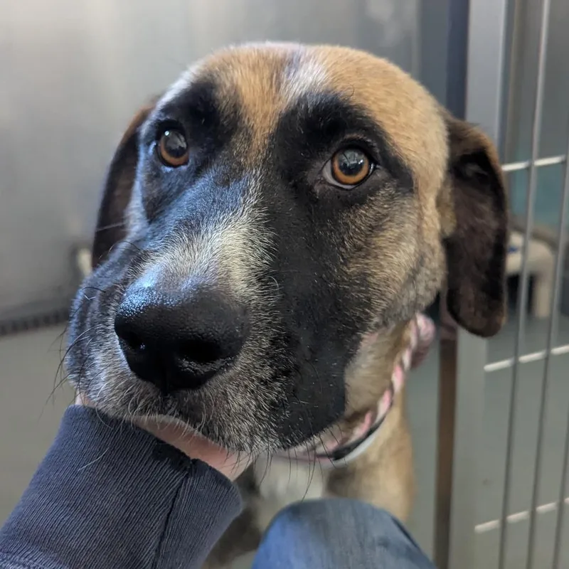 Butterscotch thumbnail 2